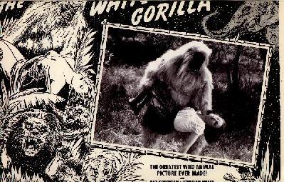 The White Gorilla